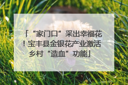 “家门口”采出幸福花！宝丰县金银花产业激活乡村“造血”功能