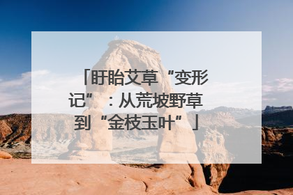 盱眙艾草“变形记”：从荒坡野草到“金枝玉叶”