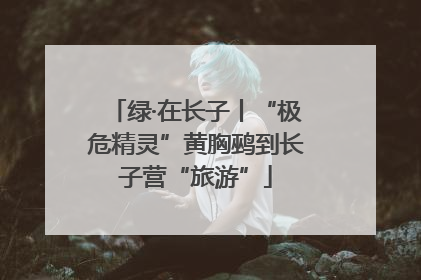 绿·在长子丨“极危精灵”黄胸鹀到长子营“旅游”