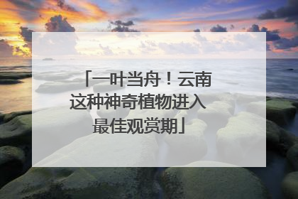 一叶当舟!云南这种神奇植物进入最佳观赏期