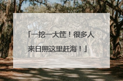 一挖一大筐！很多人来日照这里赶海！
