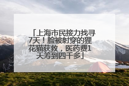 上海市民接力找寻7天！脸被射穿的狸花猫获救，医药费1天筹到四千多