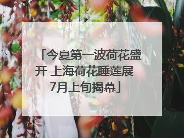 今夏第一波荷花盛开 上海荷花睡莲展7月上旬揭幕