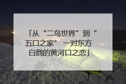从“二鸟世界”到“五口之家” 一对东方白鹳的黄河口之恋