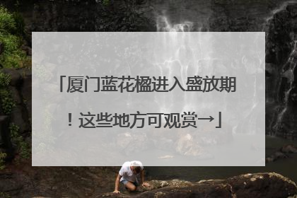 厦门蓝花楹进入盛放期！这些地方可观赏→