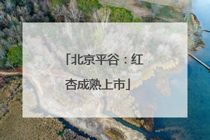 北京平谷：红杏成熟上市