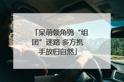 呆萌领角鸮“组团”迷路 多方携手放归自然