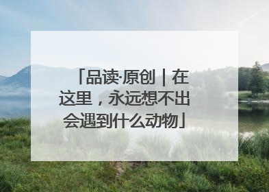 品读·原创｜在这里，永远想不出会遇到什么动物