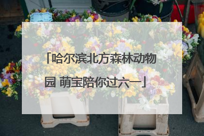 哈尔滨北方森林动物园 萌宝陪你过六一