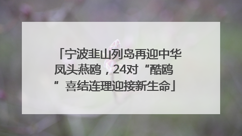 宁波韭山列岛再迎中华凤头燕鸥，24对“酷鸥”喜结连理迎接新生命