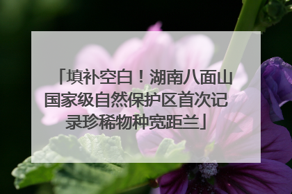 填补空白！湖南八面山国家级自然保护区首次记录珍稀物种宽距兰
