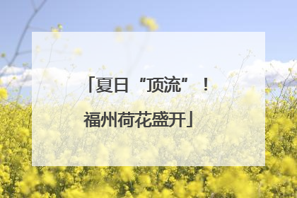 夏日“顶流”！福州荷花盛开