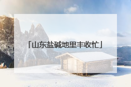 山东盐碱地里丰收忙