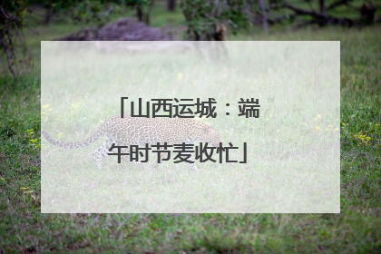 山西运城：端午时节麦收忙