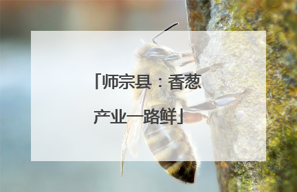 师宗县：香葱产业一路鲜