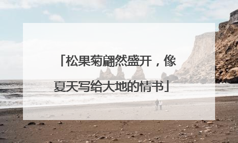 松果菊翩然盛开，像夏天写给大地的情书