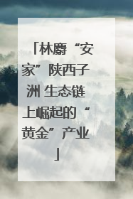 林麝“安家”陕西子洲 生态链上崛起的“黄金”产业
