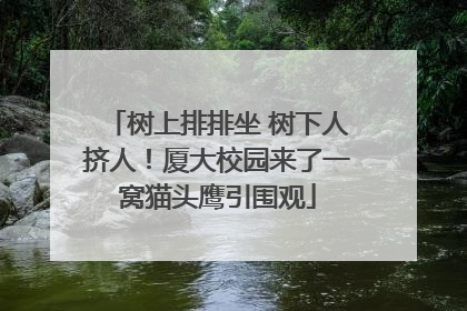 树上排排坐 树下人挤人！厦大校园来了一窝猫头鹰引围观
