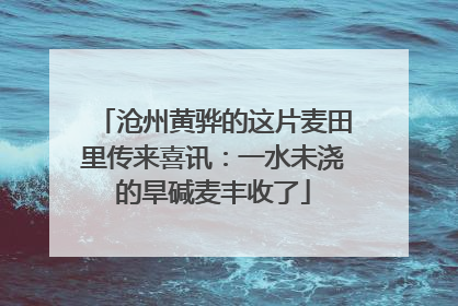 沧州黄骅的这片麦田里传来喜讯：一水未浇的旱碱麦丰收了