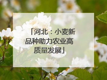 河北：小麦新品种助力农业高质量发展