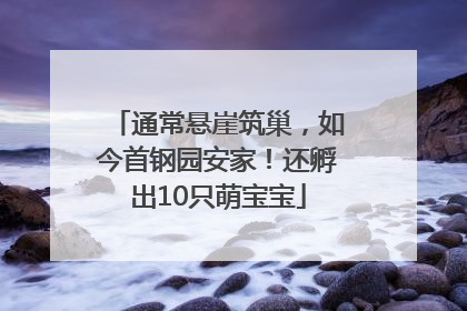 通常悬崖筑巢，如今首钢园安家！还孵出10只萌宝宝