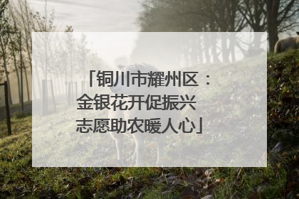 铜川市耀州区：金银花开促振兴 志愿助农暖人心
