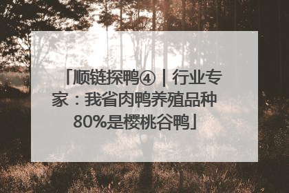 顺链探鸭④｜行业专家：我省肉鸭养殖品种80%是樱桃谷鸭