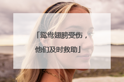 鸳鸯翅膀受伤，他们及时救助