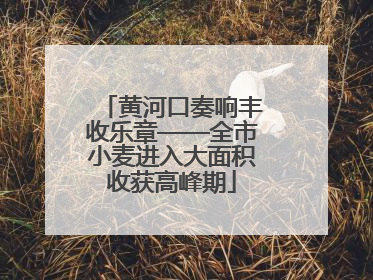 黄河口奏响丰收乐章——全市小麦进入大面积收获高峰期