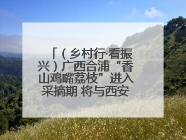 （乡村行·看振兴）广西合浦“香山鸡嘴荔枝”进入采摘期 将与西安“梦幻联动”